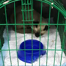 This is the best veterinary practice. Photos At Animal Care Hospital And Wellness Center