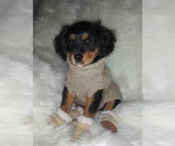 If you are unable to find your companion in our dogs for adoption sections, please consider looking thru the directory of rescue organizations, to see if they have any current dogs for adoption listings. View Ad Australian Shepherd Cavalier King Charles Spaniel Mix Litter Of Puppies For Sale Near Ohio Howland Usa Adn 155300