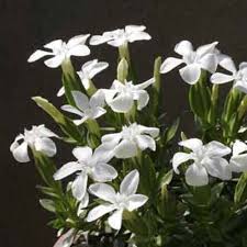Image result for Gentiana asclepiadea alba
