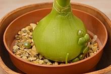 Just like other side effects of pregnancy, food aversions should go away after the first trimester, or at least after delivery. Albuca Bracteata Wikipedia