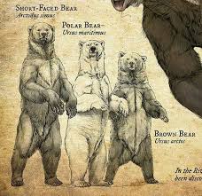 Pin On Bear Tattoos