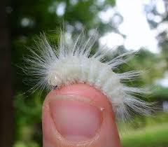 Look It S Albert Einstein Reincarnated As A Caterpillar Caterpillar Albert Einstein Einstein