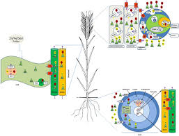 Getting More Micronutrients From Wheat And Barley Through Agronomic Biofortification Sciencedirect