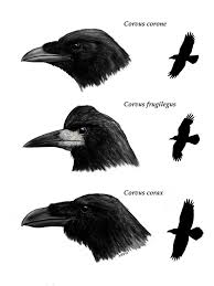 Pin By Polly Camario On Nevar Crows Drawing Crow Images Raven Bird