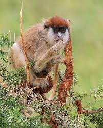 Image result for Caperonia fistulosa