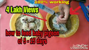 Pigeons 1 How To Feed Baby Pigeons Of 5 To 15 Days Feeding Baby Pigeons Babypigeon Feeding Youtube