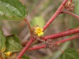 Image result for Waltheria indica