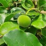 Image result for Dovyalis abyssinica