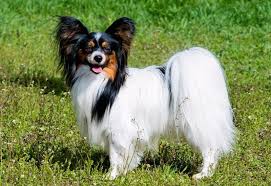 You may fall in love with them! Papillon Dog Price Range Papillon Puppies For Sale Cost Pappilon Breeders