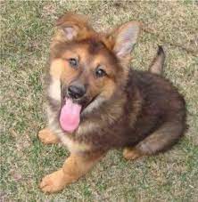 Where To Find King Shepherd Puppies For Sale King Shepherd Shepherd Puppies Shepherd Dog Breeds