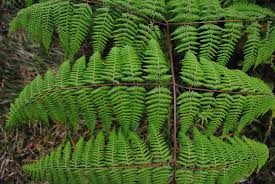 Image result for Hypolepis