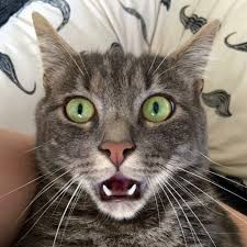 Résultat de recherche d'images pour 