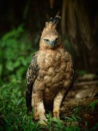 Birds Of Prey Wikipedia Indonesia Indonesia The Javan Hawk Eagle Nisaetus Bartelsi Its Head And Neck Are Rufous And It Is Heavily Barred Black Below It Has A Birds Birds Of Prey Pet Birds