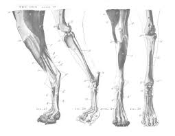 We took him to the vets, who said he's lost a lot of muscle mass so suspected arthritis of sorts. An Atlas Of Animal Anatomy For Artists Dog Anatomy Dog Paw Drawing Anatomy For Artists