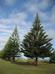 Image result for Araucaria columnaris