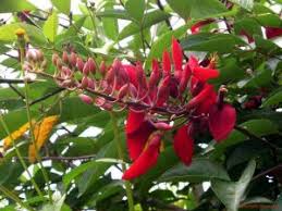 Image result for Erythrina fusca