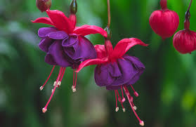 Fuchsia 'Dark Eyes'