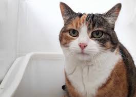 Denn einige wesentliche punkte lassen sich nur mit professioneller hilfe klären. Katze Nimmt Neues Katzenstreu Nicht An Schlimmer Kater Frecher Hund