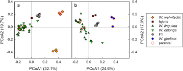Image result for Wolffiella repanda