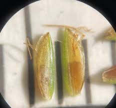 Image result for Cyperus foliaceus