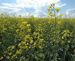 Canola Harvest Begins Markets Remain Steady Agriculture
