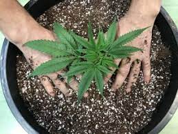 Wie bei jeder neuen aufgabe gibt es scheinbar zu viel zu lernen. Cannabis Pflanzen Umtopfen Wie Und Wann Umpflanzen Irierebel