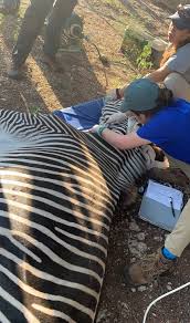 Preceptee Closes In On Lifelong Dream Fossil Rim Wildlife Center In 2020 Vet Medicine Vet Student Veterinary Medicine