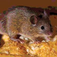 When it comes to protecting your home, you need a pest control guy that knows what to look for! Integrated Pest Management In Foodservice Establishments