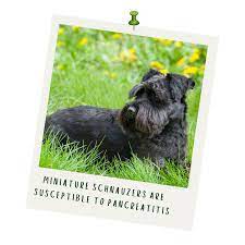 Jun 11, 2014 · the common treatment for pancreatitis in dogs is the use of medication to treat the various symptoms, such as vomiting and diarrhea. Pancreatitis Arden Grange