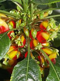 Image result for Impatiens niamniamensis