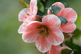 The foliage emerges bright green on thorny stems and matures to a glossy dark green. Chaenomeles Horticulture Week
