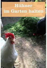 Wie Kann Ich Huhner Im Eigenen Garten Halten Gartenbob De Der Garten Ratgeber Huhner Im Garten Huhnerhaltung Im Garten Huhner