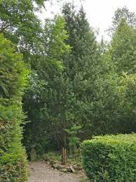 Holly trees are a popular choice for landscaping across the us. Can I Substantially Reduce The Height Of A Large Holly Tree Gardening Landscaping Stack Exchange
