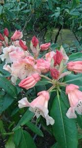 Rhododendron C I S Photo By Jan R Fuller Beautiful Flowers Perennial Plants Rhododendron