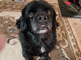 That baseball hazing ritual of dressing up rookies as wonder woman, hooters girls and dallas cowboys cheerleaders is now banned. I Submit For Your Approval My Perma Puppers Rookie 6yo Black Lab Pekingese Mix Who Looks Like A Newfie Pup He Would Like Your Snacks Plz Aww