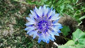 Gerbera Blue Flower Closeup Background Wallpaper Many Uses For Paintings Printing Book Covers Screen Savers Web Page Blue Flowers Wallpaper Painting Prints