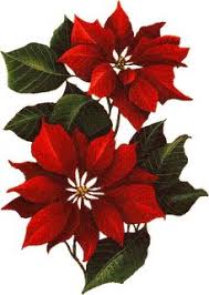 La flor de pascua odia la calefacción fuerte. 120 Ideas De Flor De Pascua Flor De Pascua Pintura Navidena Flor De Navidad