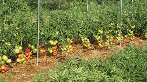 Check spelling or type a new query. Impressive Big Beef Tomatoes Gardening Prepping Youtube