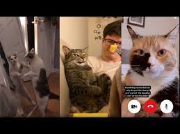 Tik Tok Cats Try Not To Laugh Funny Cat Tik Toks 2020 Funny Cat Videos Youtube In 2020 Funny Cat Videos Cat Gif Try Not To Laugh