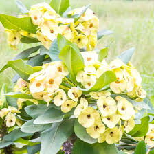 Image result for Euphorbia unicornis