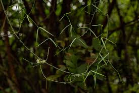 Image result for Periploca linearifolia
