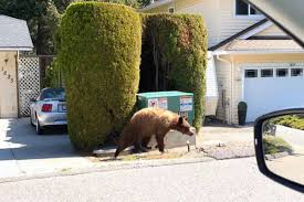 Maybe you would like to learn more about one of these? Bear Spotted In Residential Neighbourhood Of West Kelowna Bc Local News