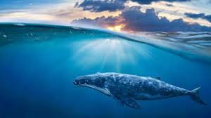 Check spelling or type a new query. Oksigen Kian Hilang Dari Lautan Dunia Makhluk Hidup Terancam Bahaya Health Liputan6 Com