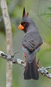Grey Birds That Look Like Cardinals Cardinal Passaros Coloridos Passaros Exoticos Aves Exoticas