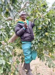 Image result for Deinbollia kilimandscharica