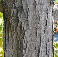 I'm attaching a photo so you. This Is A Photo Of Sugar Maple Bark Tree Tree Trunk Tree Reference