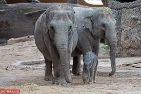 صور فيل معلومات عن الفيل وانواعه Asian Elephant Young Animal Wild Elephant