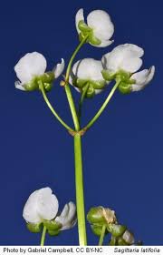 Image result for Fuirena sagittata