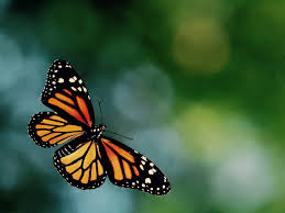 Bring your own meme or image or create a meme here & and join the world's leading meme market. Butterfly Blank Template Imgflip