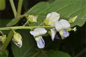 Image result for Crotalaria vasculosa